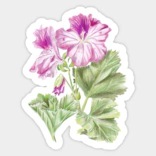 Royal geranium flower Sticker